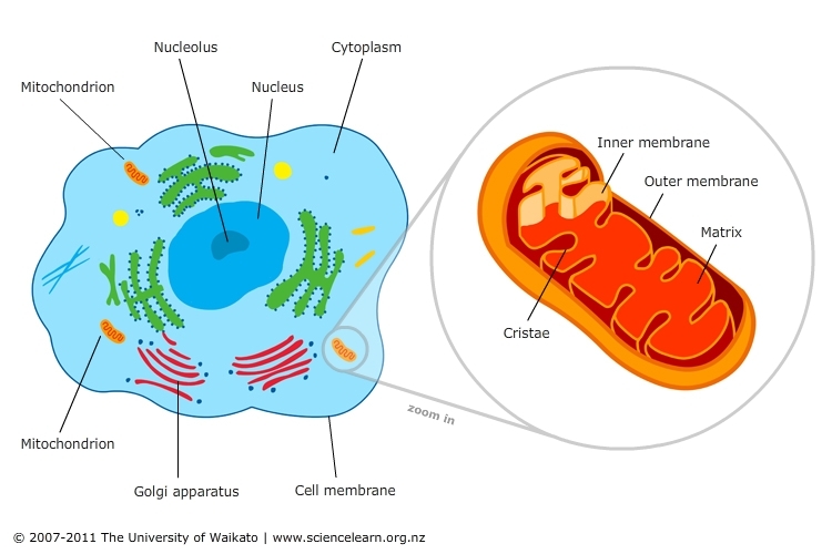 Deuterium-Depleted Water and The Powerhouse Function of Mitochondria